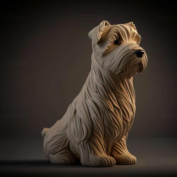 Glen of Imaal Terrier dog